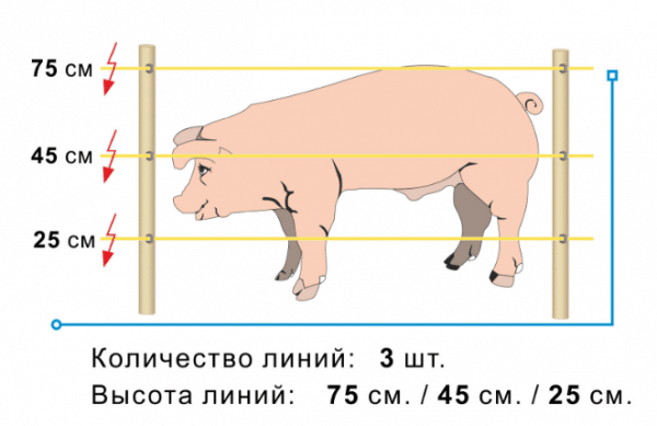 Количество и высота линий электропастуха для свиней